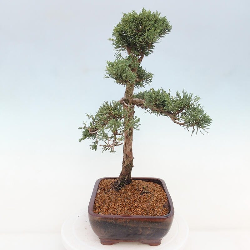 Bonsai für draußen - Juniperus chinensis Kishu