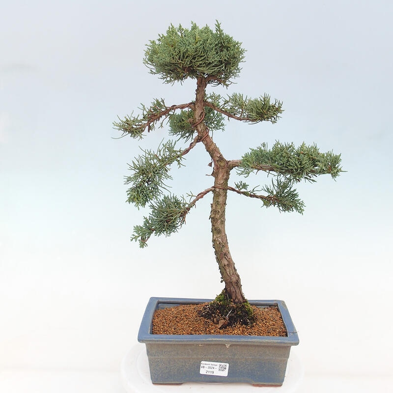 Bonsai für draußen - Juniperus chinensis Kishu