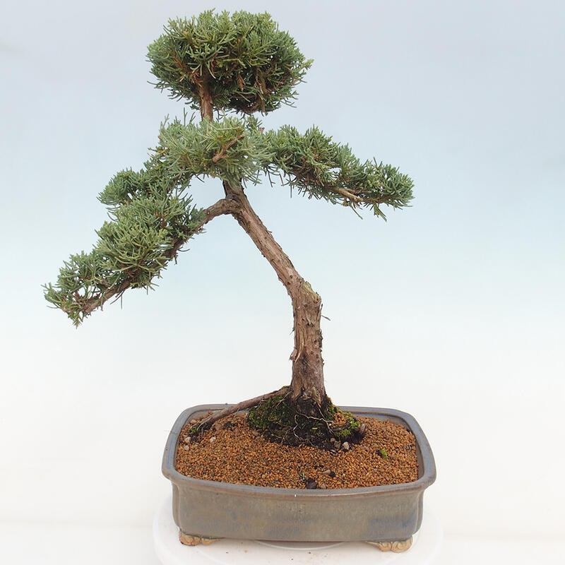 Bonsai für draußen - Juniperus chinensis Kishu