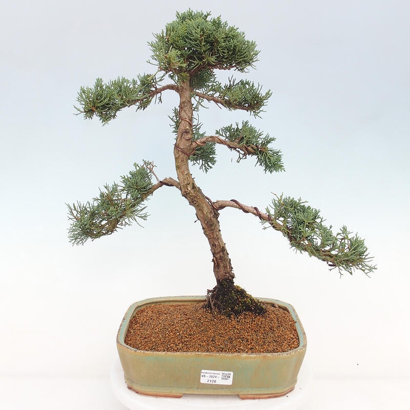 Bonsai für draußen - Juniperus chinensis Kishu