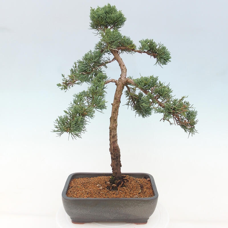 Bonsai für draußen - Juniperus chinensis Kishu