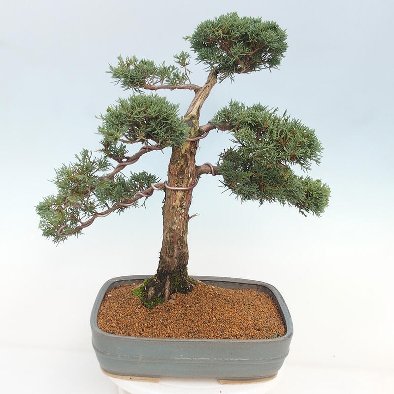 Bonsai für draußen - Juniperus chinensis Kishu
