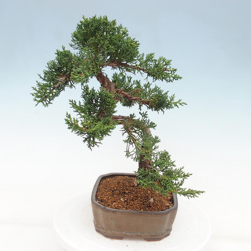 Bonsai für draußen - Juniperus chinensis Kishu