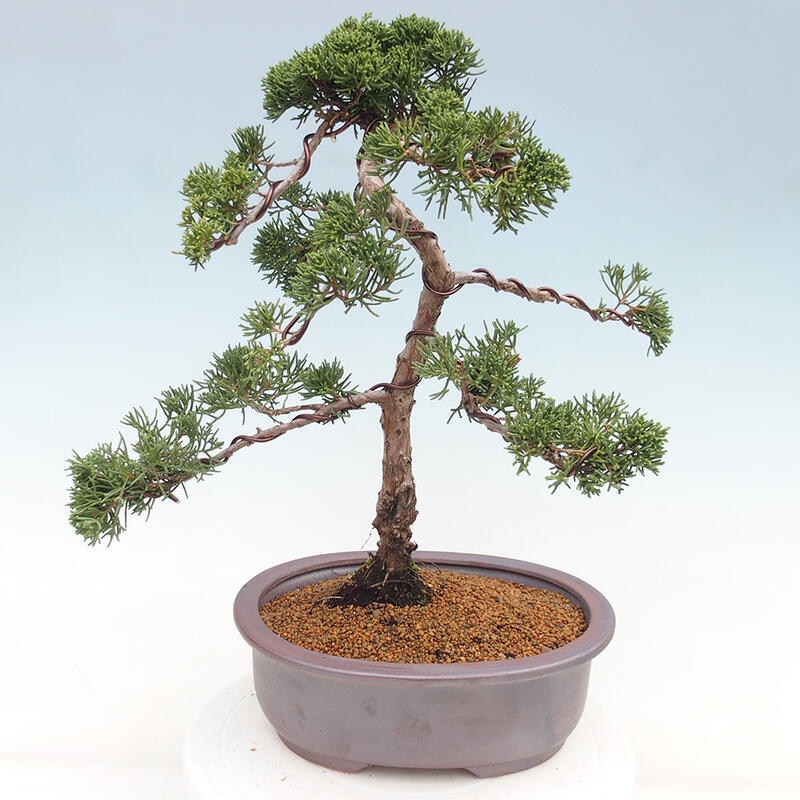 Bonsai für draußen - Juniperus chinensis Kishu