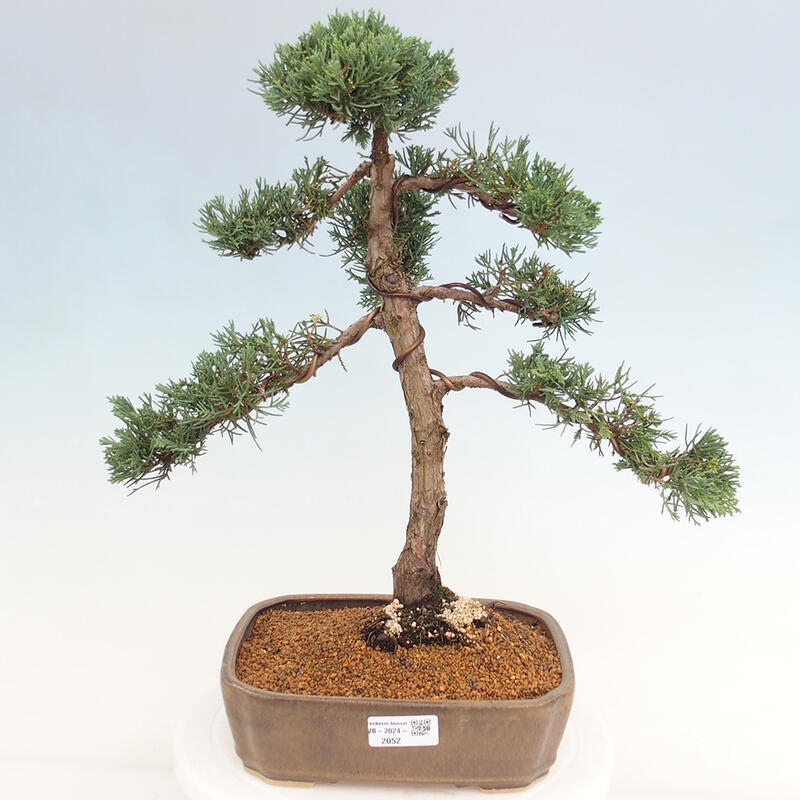 Bonsai für draußen - Juniperus chinensis Kishu