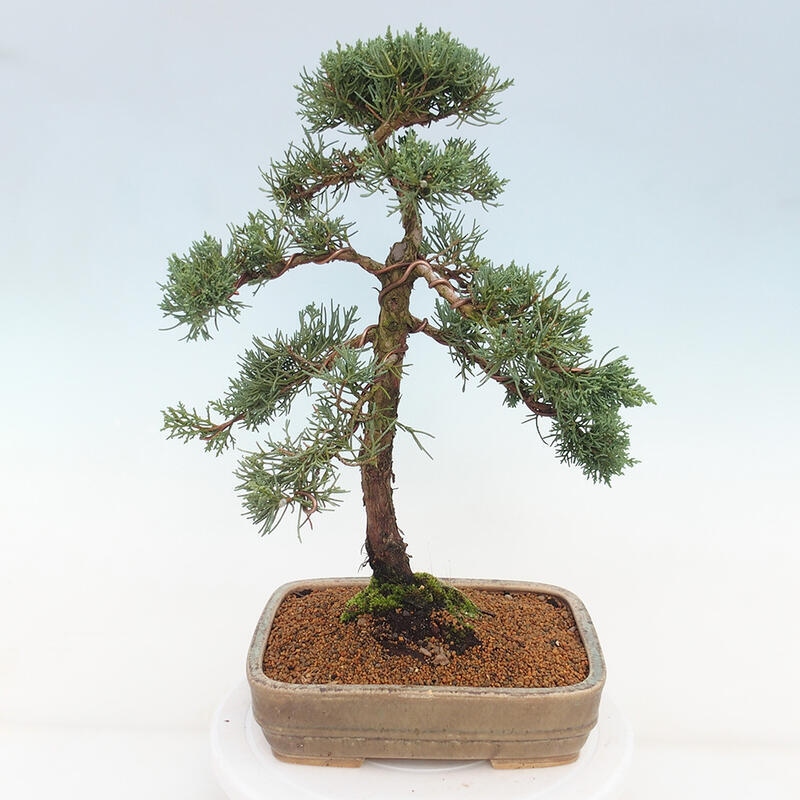 Bonsai für draußen - Juniperus chinensis Kishu
