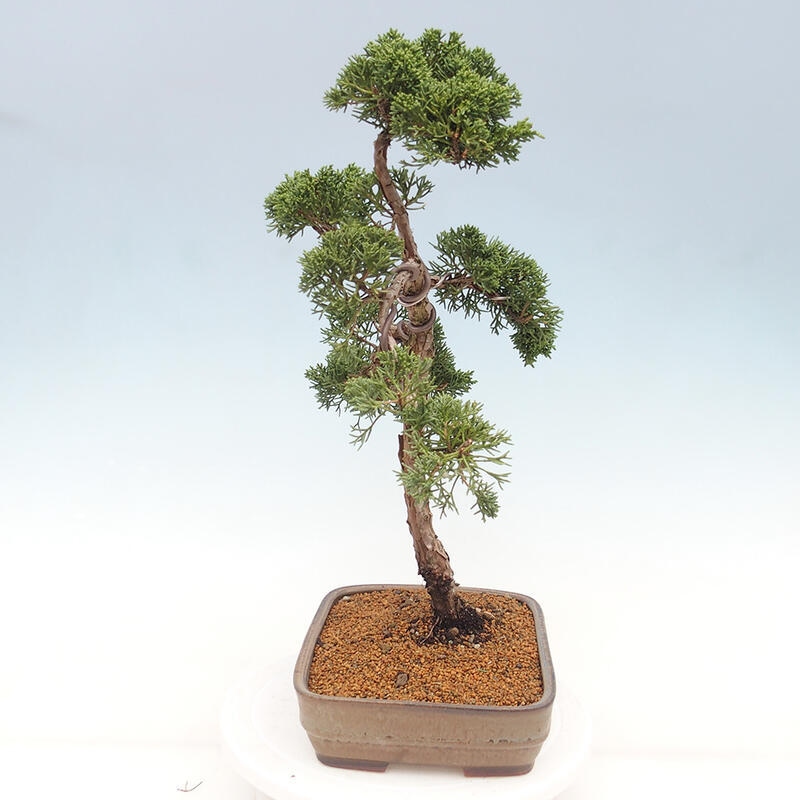 Bonsai für draußen - Juniperus chinensis Kishu