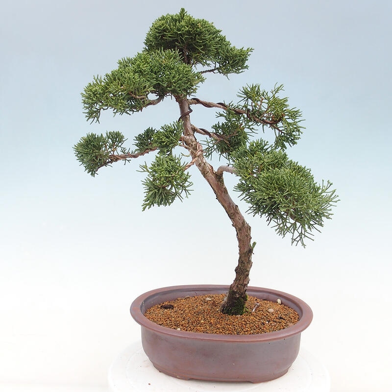Bonsai für draußen - Juniperus chinensis Kishu