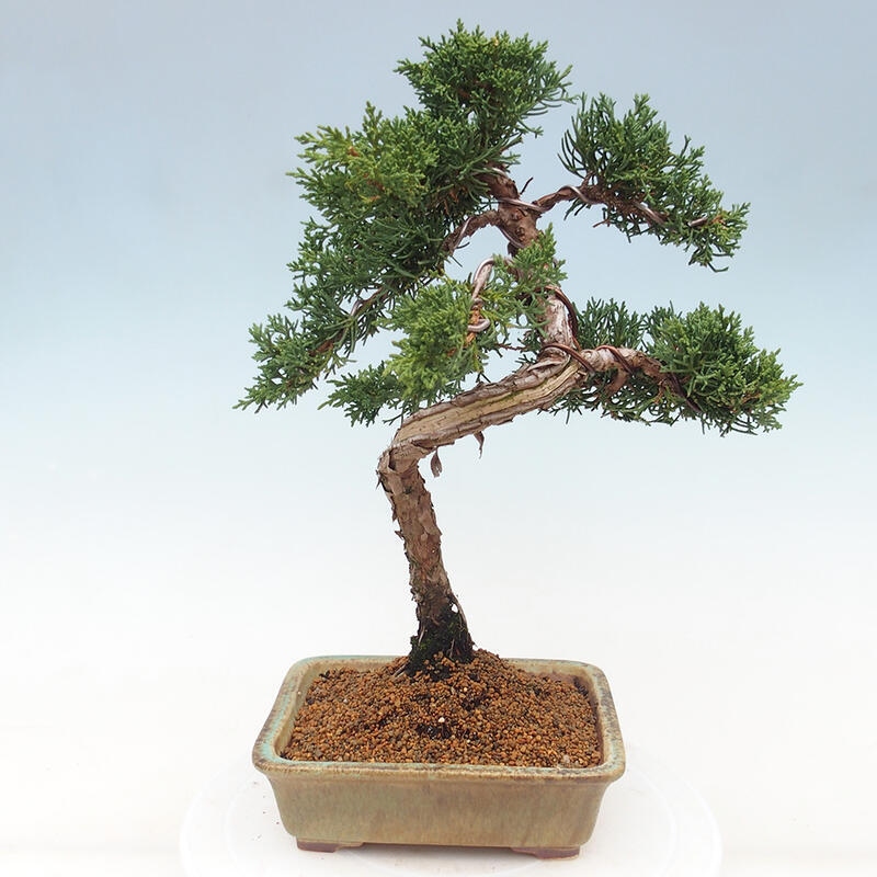 Bonsai für draußen - Juniperus chinensis Kishu