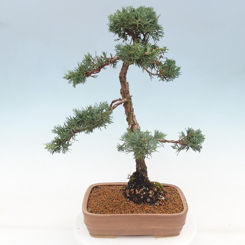 Bonsai für draußen - Juniperus chinensis Kishu