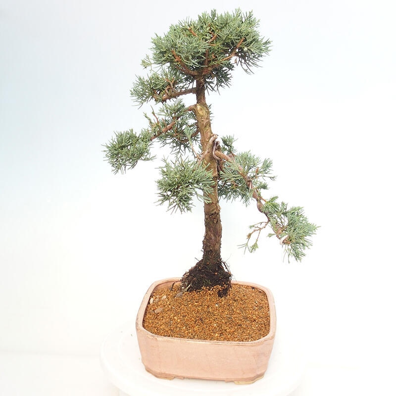 Bonsai für draußen - Juniperus chinensis Kishu
