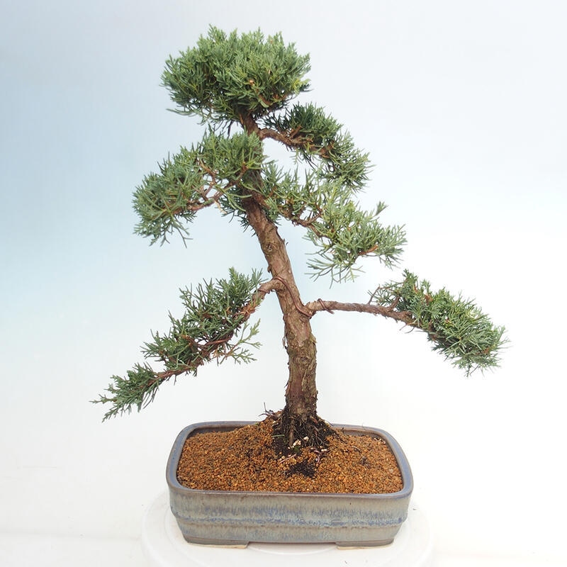 Bonsai für draußen - Juniperus chinensis Kishu