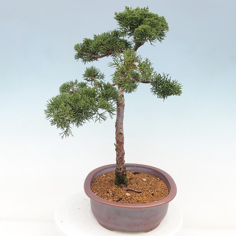 Bonsai für draußen - Juniperus chinensis Kishu