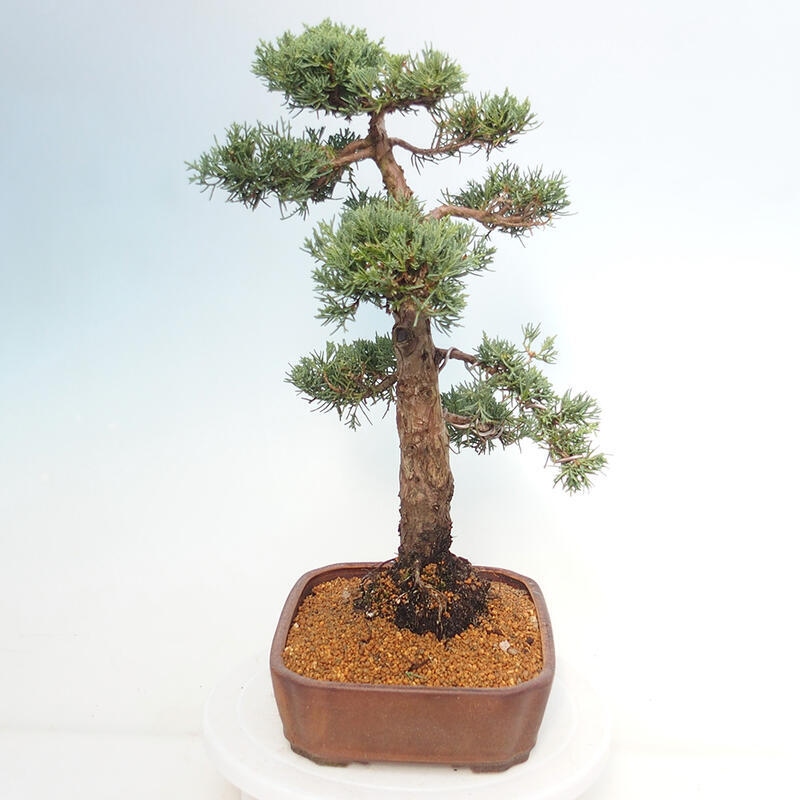 Bonsai für draußen - Juniperus chinensis Kishu