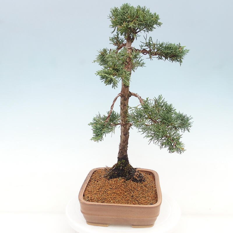 Bonsai für draußen - Juniperus chinensis Kishu