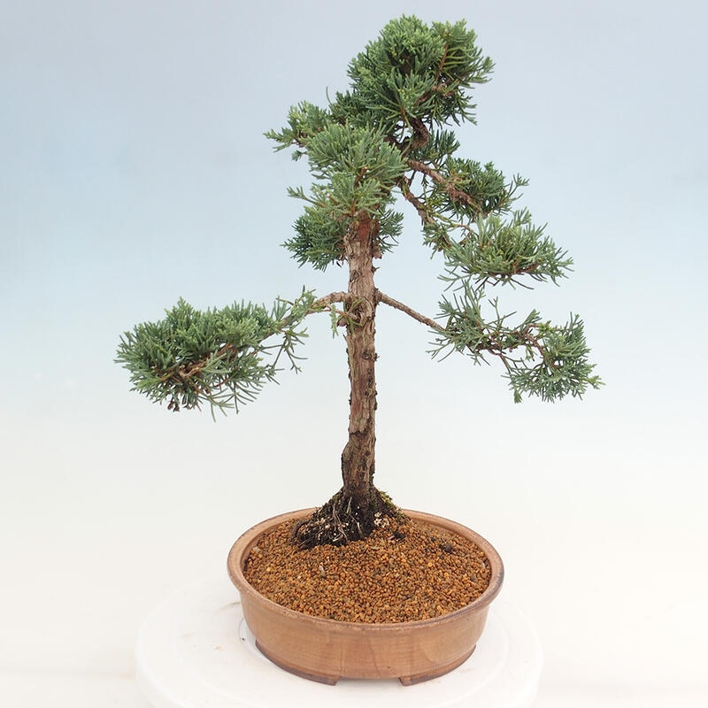 Bonsai für draußen - Juniperus chinensis Kishu