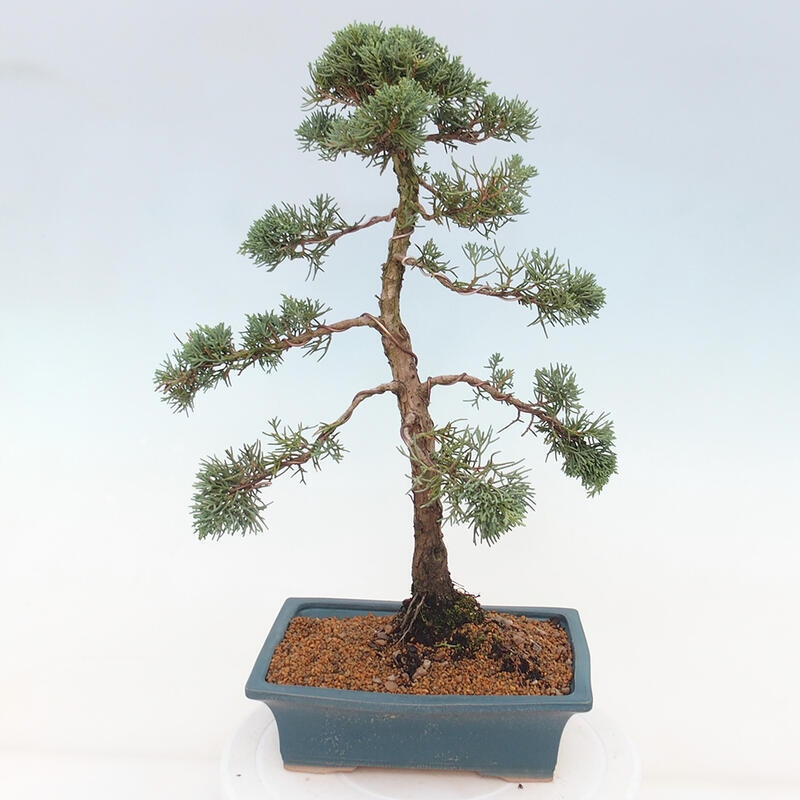 Bonsai für draußen - Juniperus chinensis Kishu