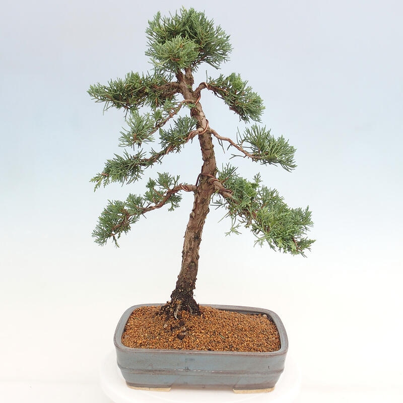 Bonsai für draußen - Juniperus chinensis Kishu