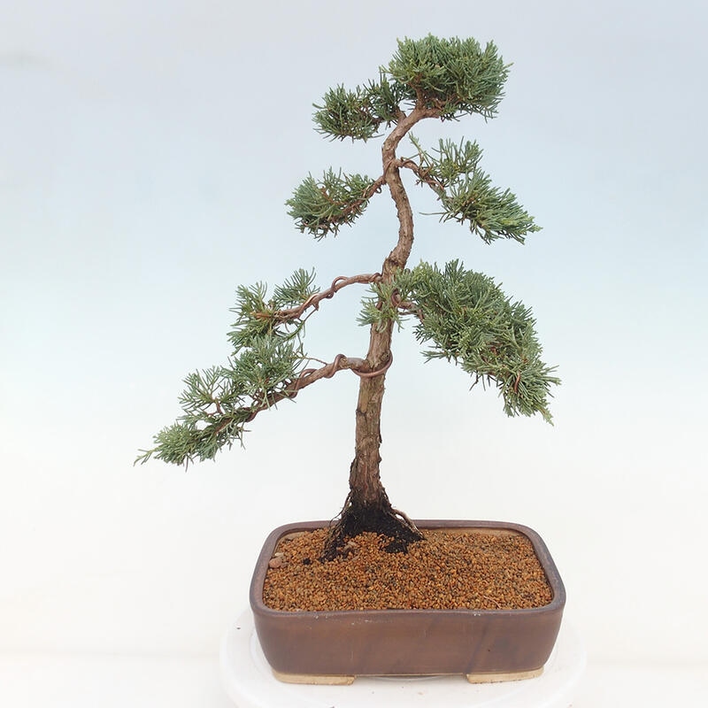 Bonsai für draußen - Juniperus chinensis Kishu