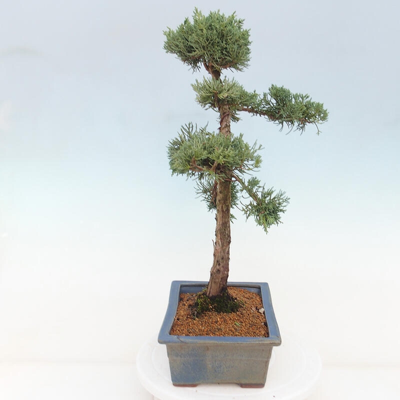 Bonsai für draußen - Juniperus chinensis Kishu