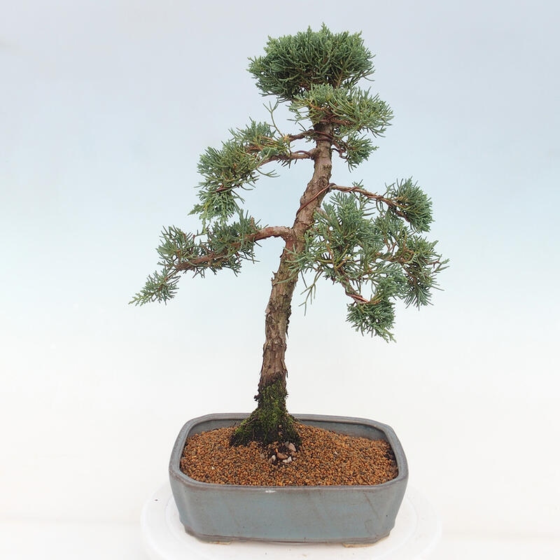 Bonsai für draußen - Juniperus chinensis Kishu