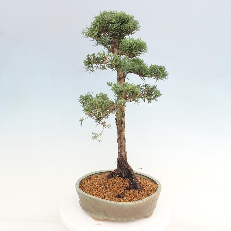 Bonsai für draußen - Juniperus chinensis Kishu