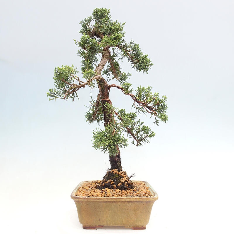 Bonsai für draußen - Juniperus chinensis Kishu