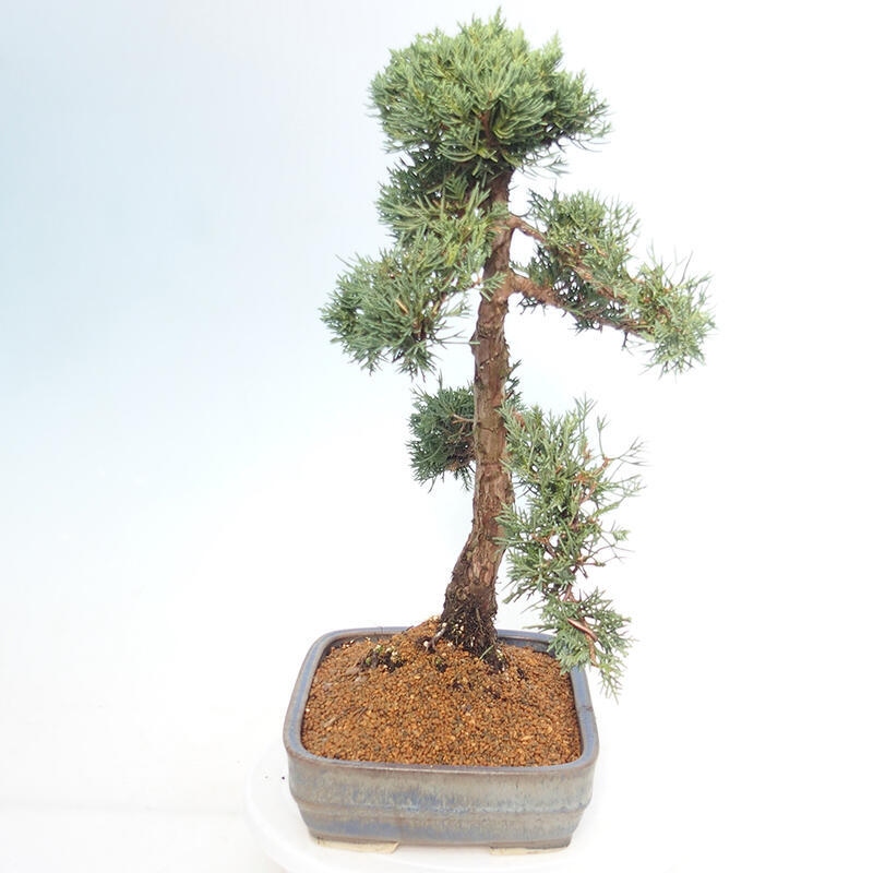 Bonsai für draußen - Juniperus chinensis Kishu