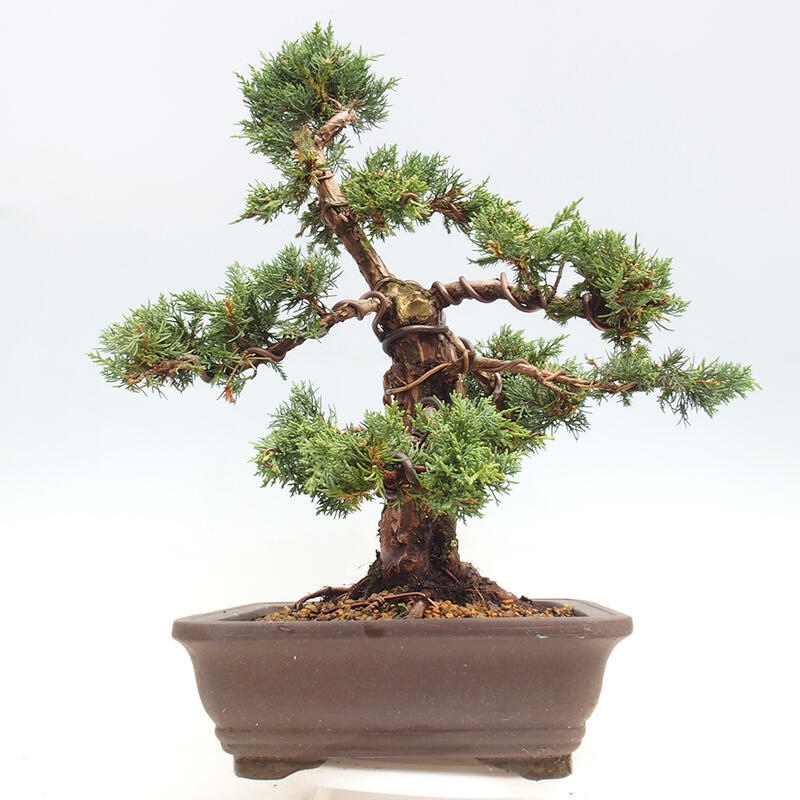 Bonsai für draußen - Juniperus chinensis Kishu