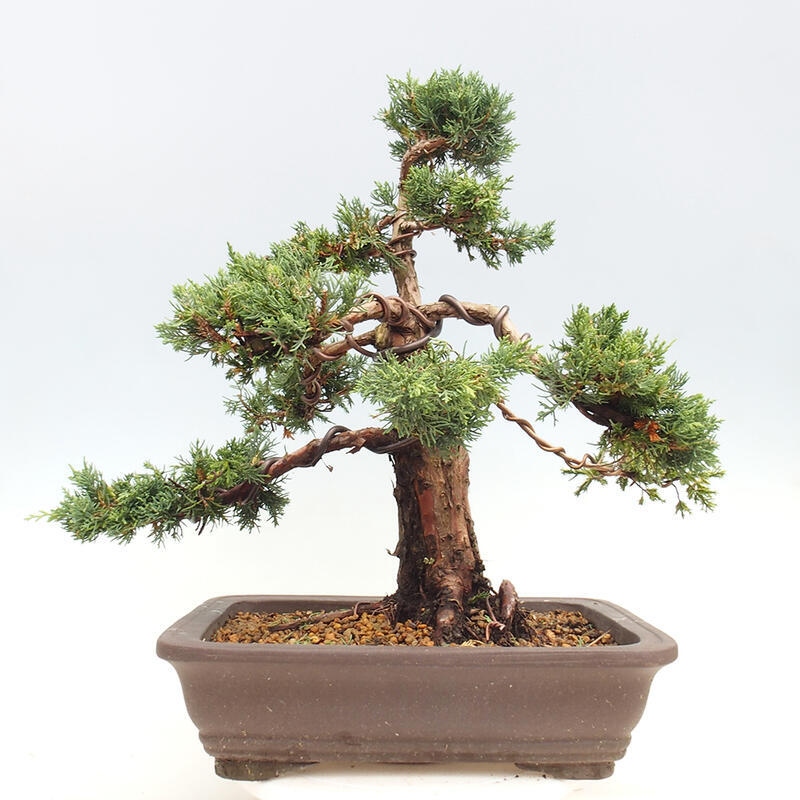 Bonsai für draußen - Juniperus chinensis Kishu