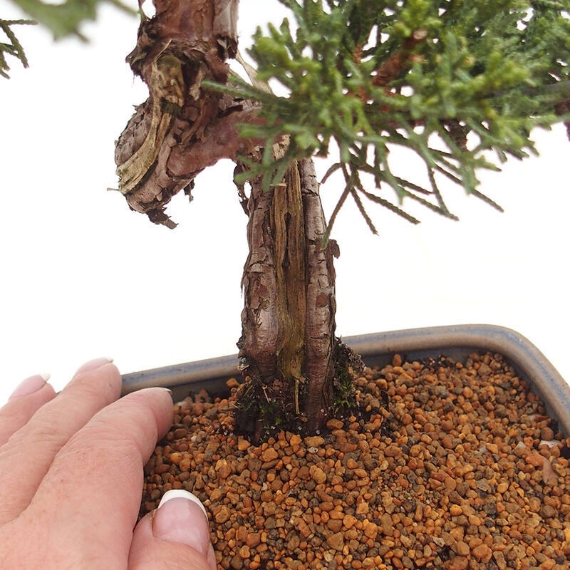 Bonsai für draußen - Juniperus chinensis Kishu