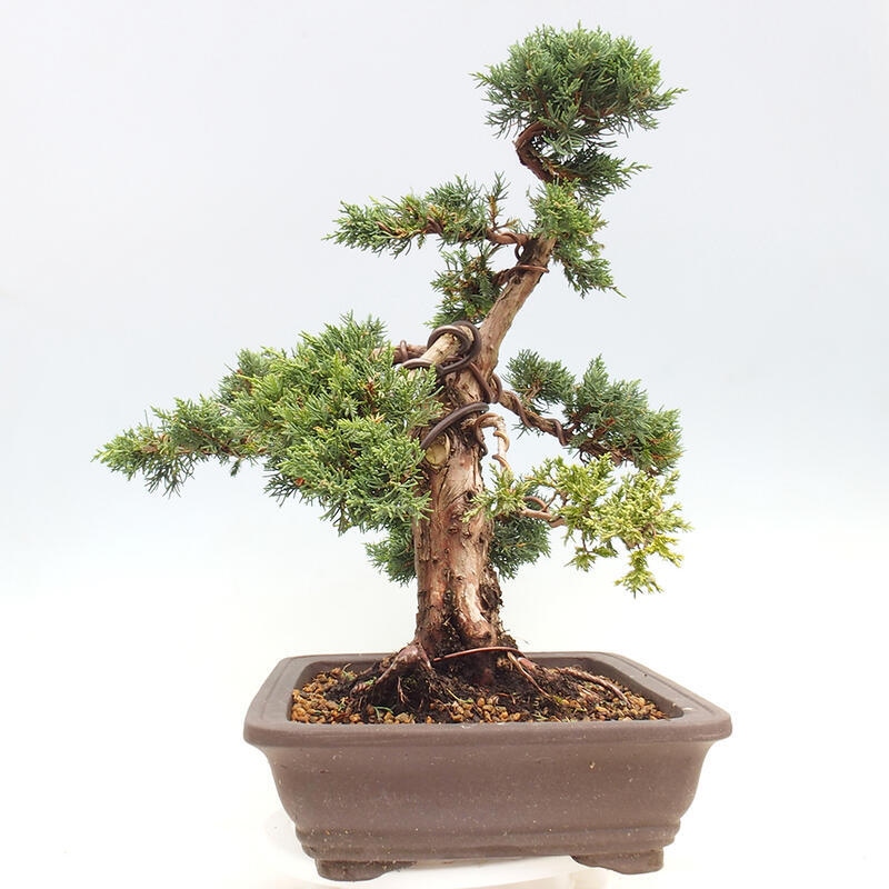Bonsai für draußen - Juniperus chinensis Kishu
