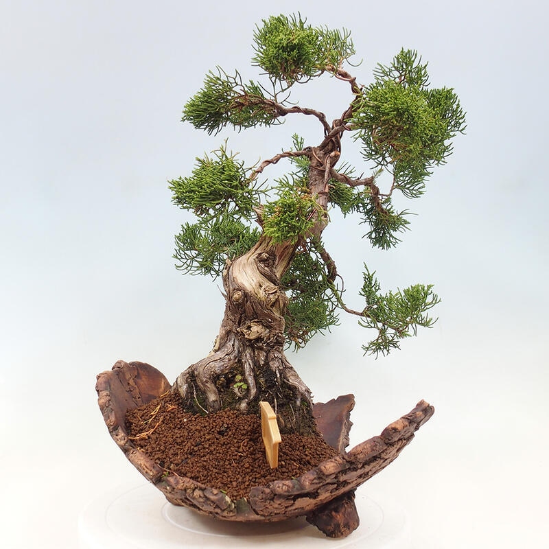 Bonsai für draußen - Juniperus chinensis Kishu