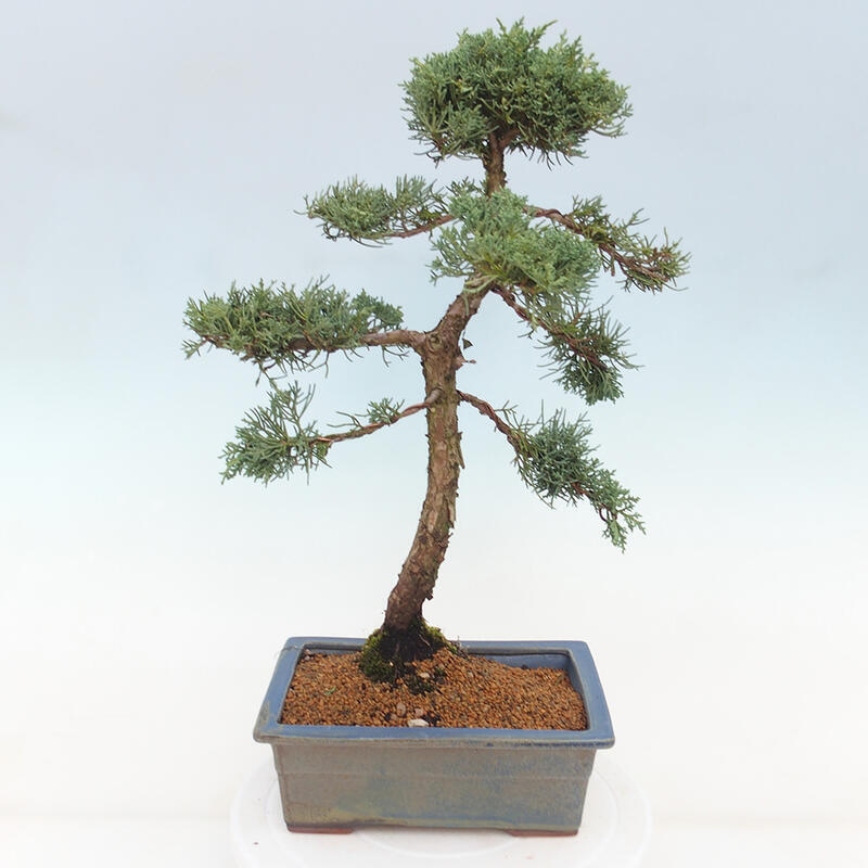 Bonsai für draußen - Juniperus chinensis Kishu
