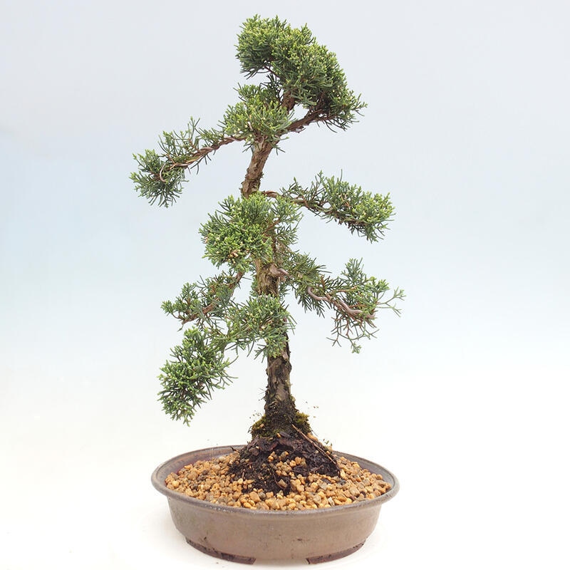 Bonsai für draußen - Juniperus chinensis Kishu