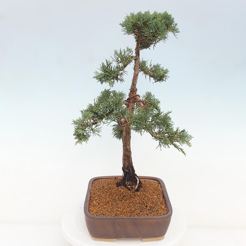 Bonsai für draußen - Juniperus chinensis Kishu