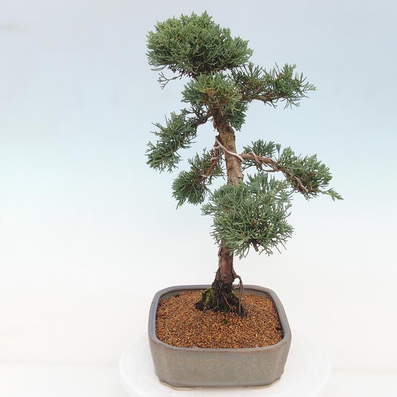 Bonsai für draußen - Juniperus chinensis Kishu