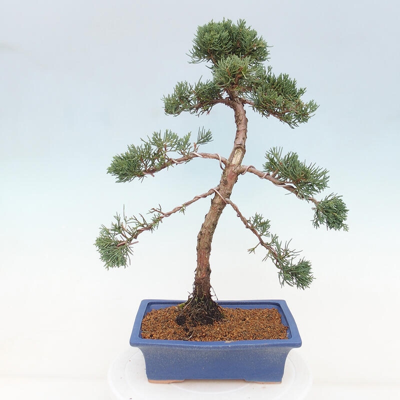 Bonsai für draußen - Juniperus chinensis Kishu