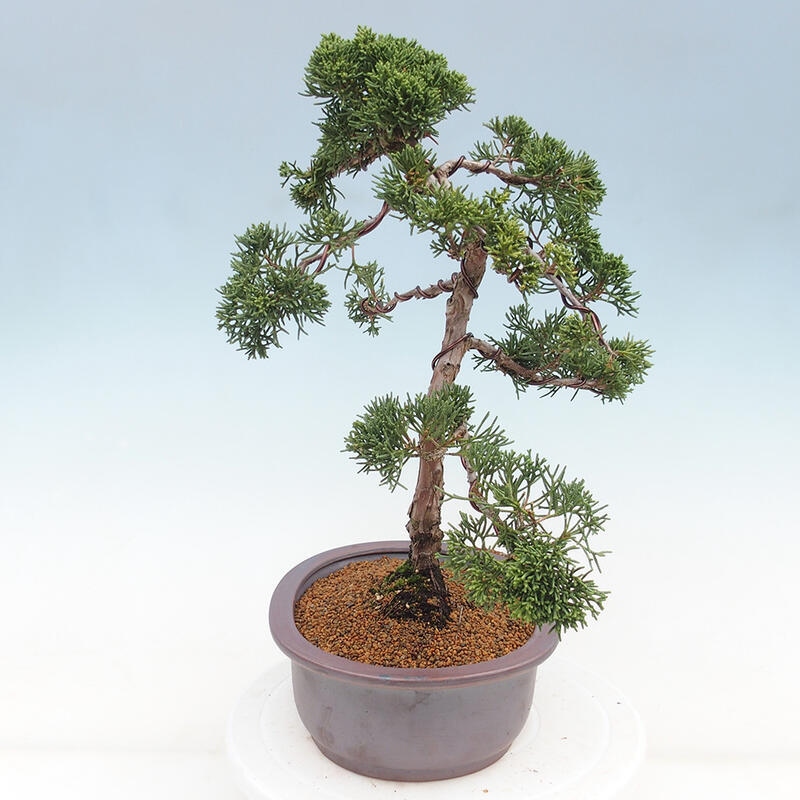 Bonsai für draußen - Juniperus chinensis Kishu
