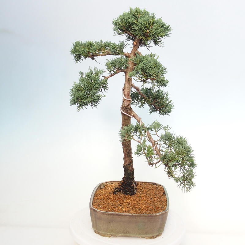 Bonsai für draußen - Juniperus chinensis Kishu