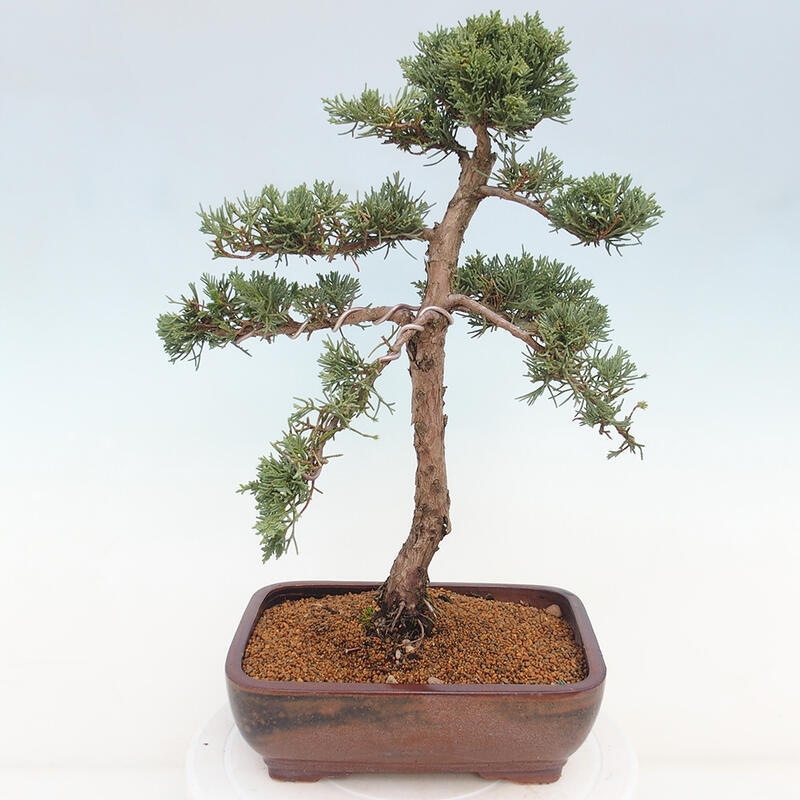 Bonsai für draußen - Juniperus chinensis Kishu
