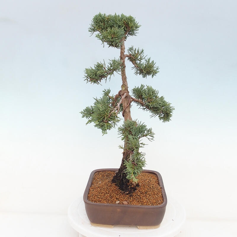 Bonsai für draußen - Juniperus chinensis Kishu