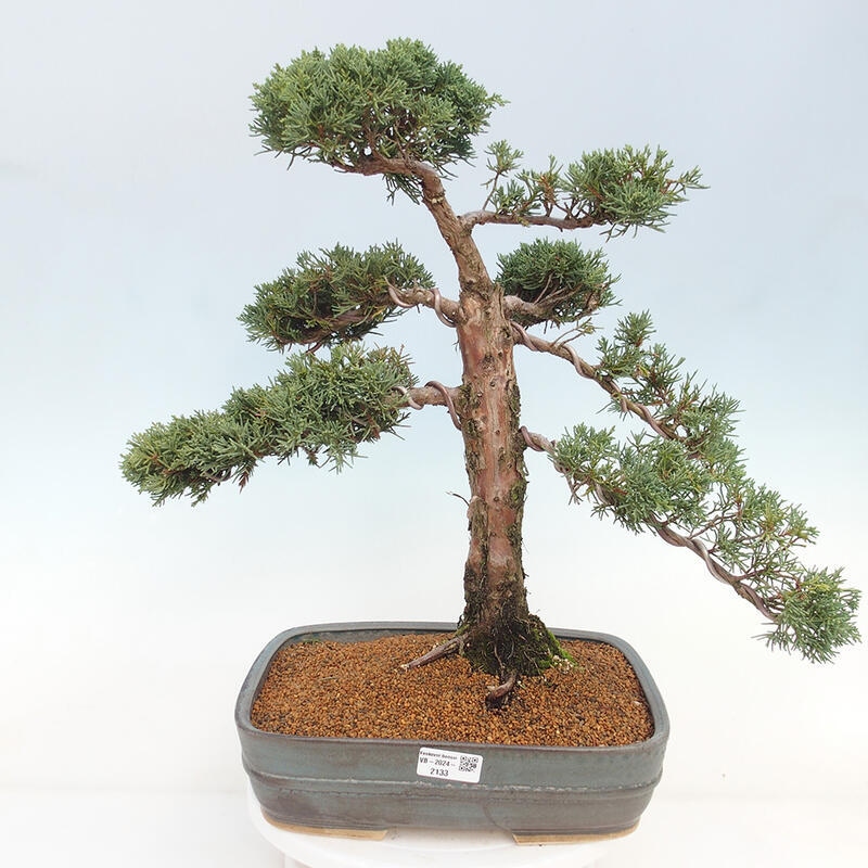 Bonsai für draußen - Juniperus chinensis Kishu