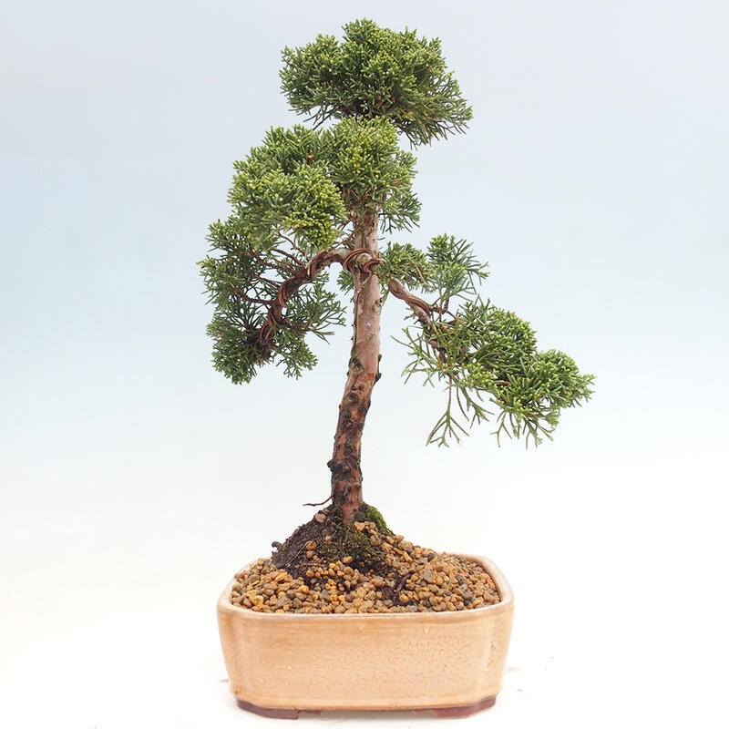 Bonsai für draußen - Juniperus chinensis Kishu