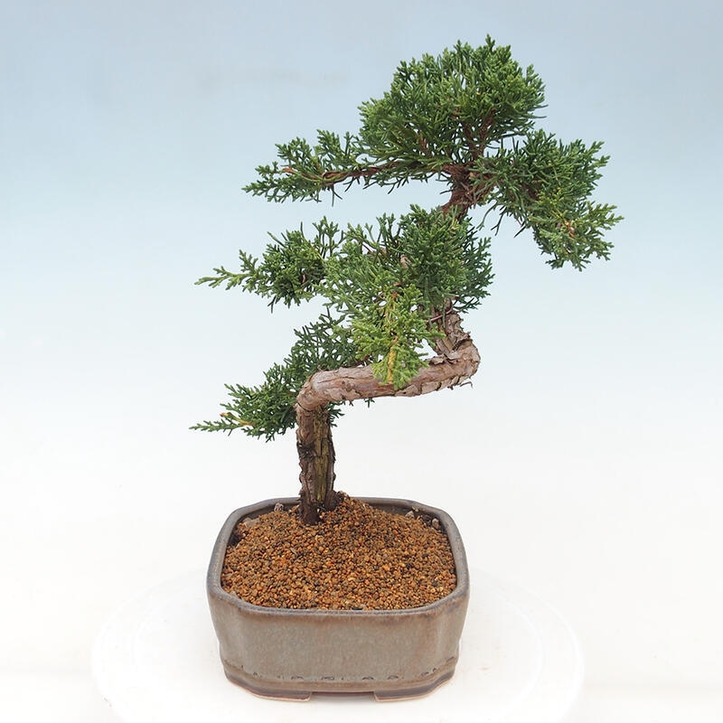 Bonsai für draußen - Juniperus chinensis Kishu