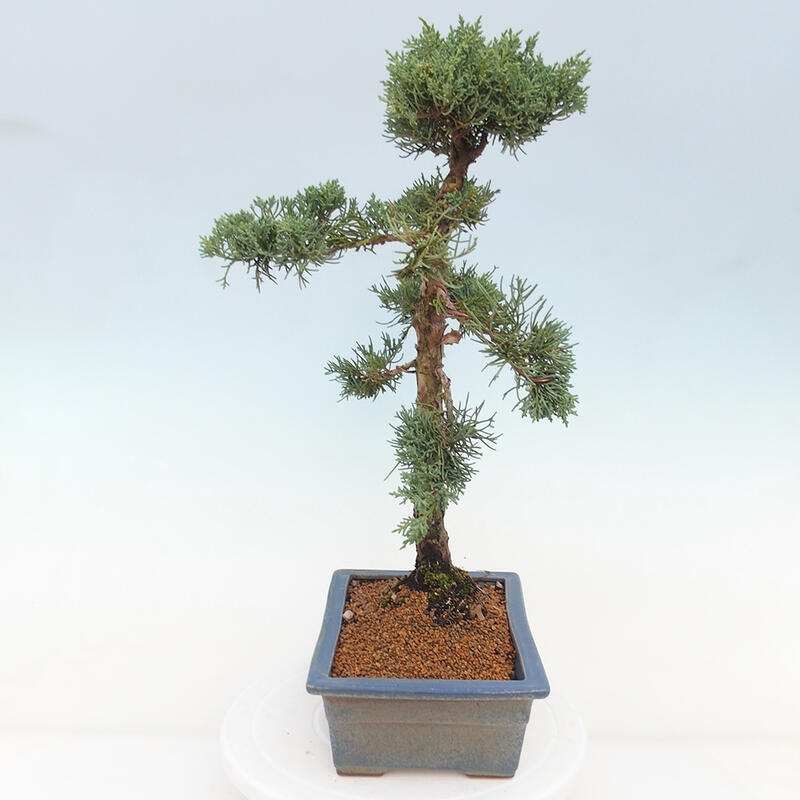 Bonsai für draußen - Juniperus chinensis Kishu