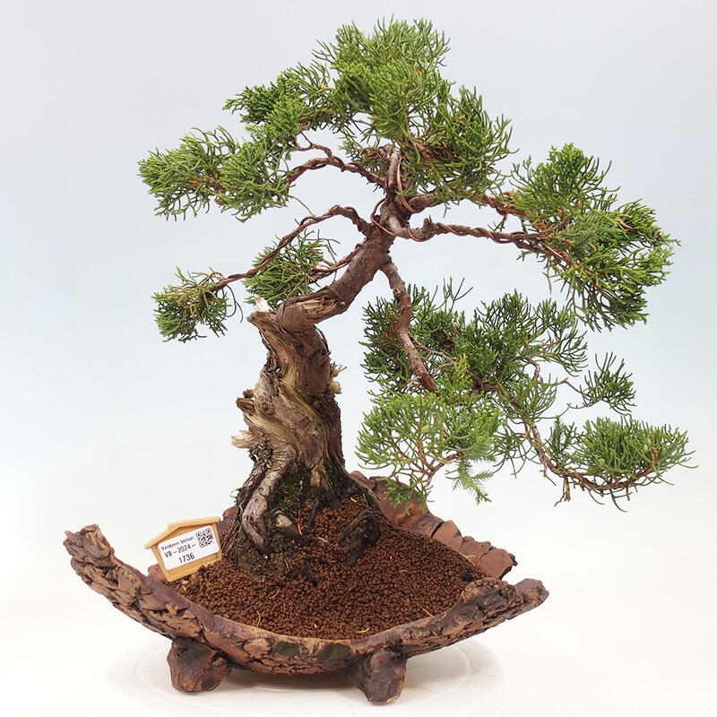 Bonsai für draußen - Juniperus chinensis Kishu