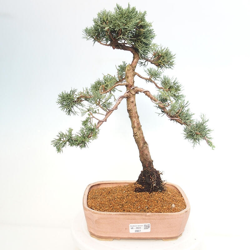 Bonsai für draußen - Juniperus chinensis Kishu