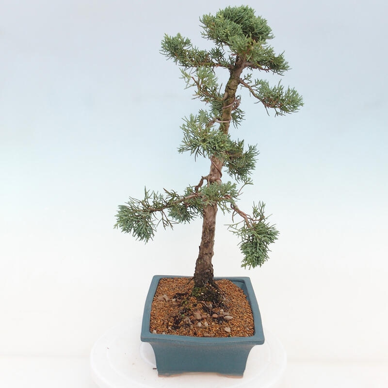 Bonsai für draußen - Juniperus chinensis Kishu