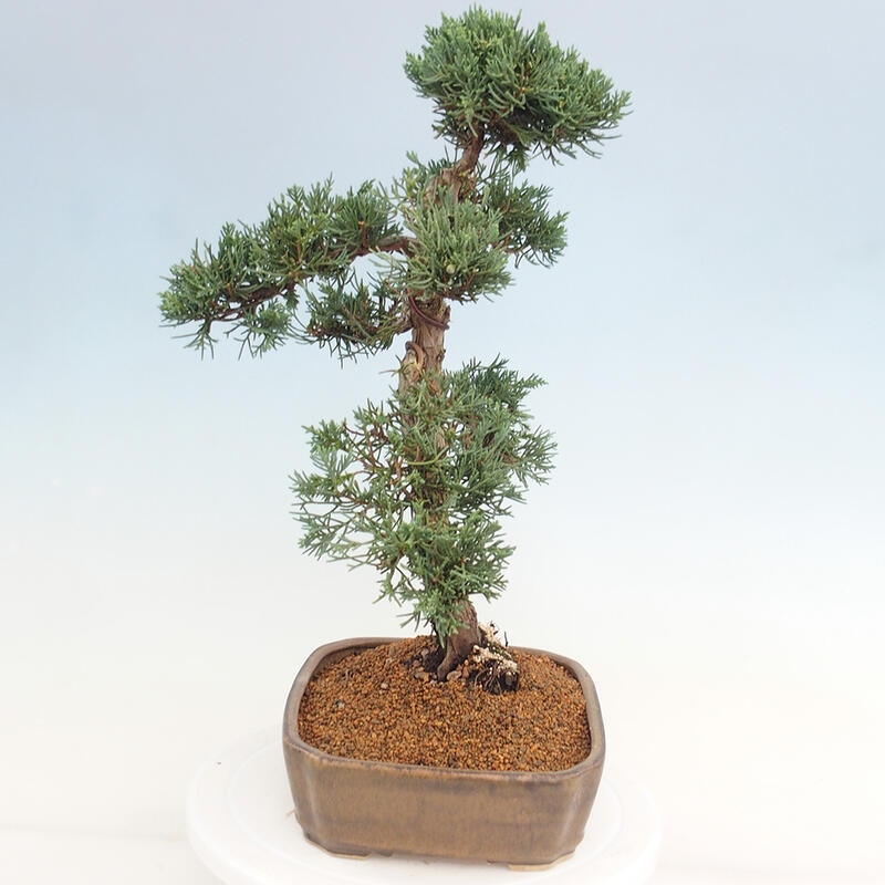 Bonsai für draußen - Juniperus chinensis Kishu